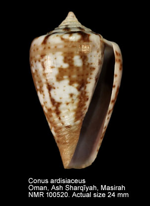 Conus ardisiaceus (4).jpg - Conus ardisiaceus Kiener,1850